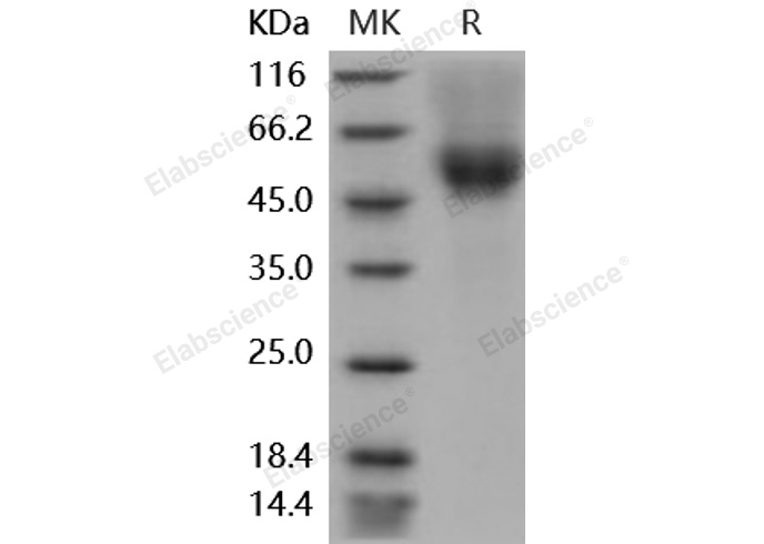 Валидация Elabscience PKSM040877(4832)