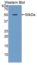 36702