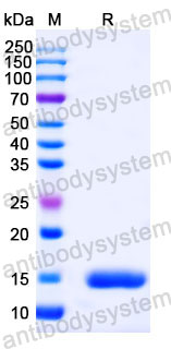 Валидация SDS-PAGE - AntibodySystem RHC10003