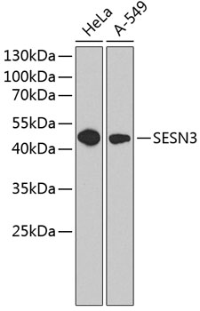 Валидация Elabscience E-AB-63213