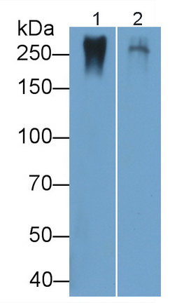 40109