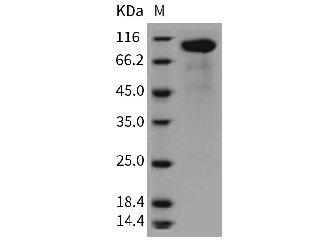 Валидация Elabscience PKSR030371(5709)