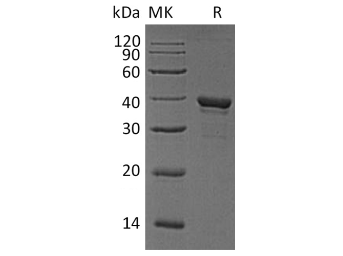 Валидация Elabscience PKSH033453(3772)