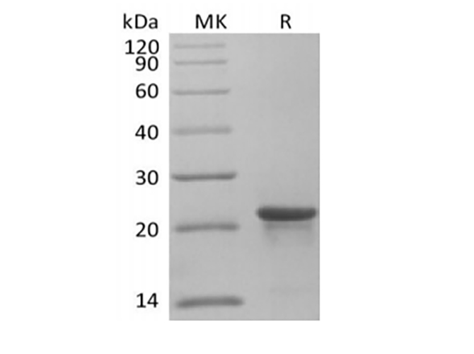 Валидация Elabscience PKSH033933(4163)