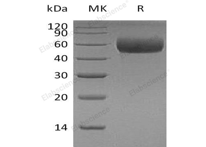 Валидация Elabscience PKSH032087(2634)