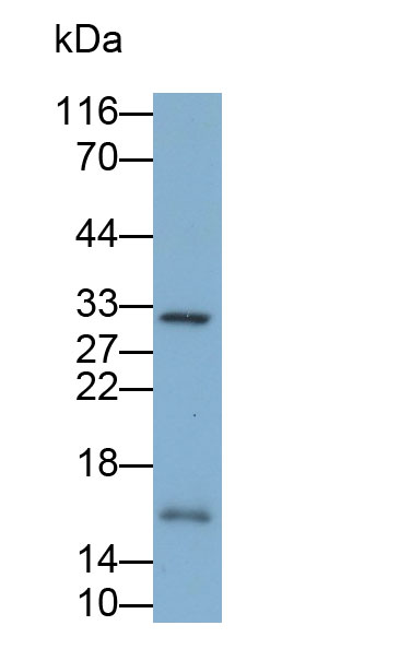 32572