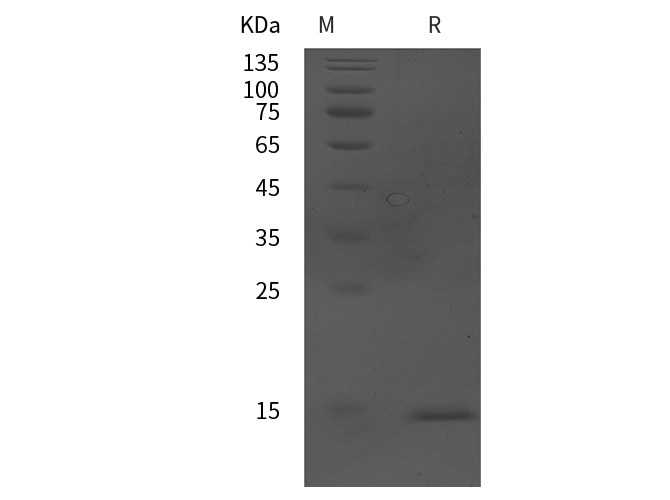 Валидация Elabscience PDEH100892(323)