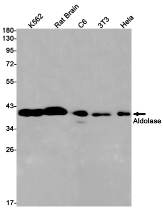 Валидация AssayVector ARM2713(5195)