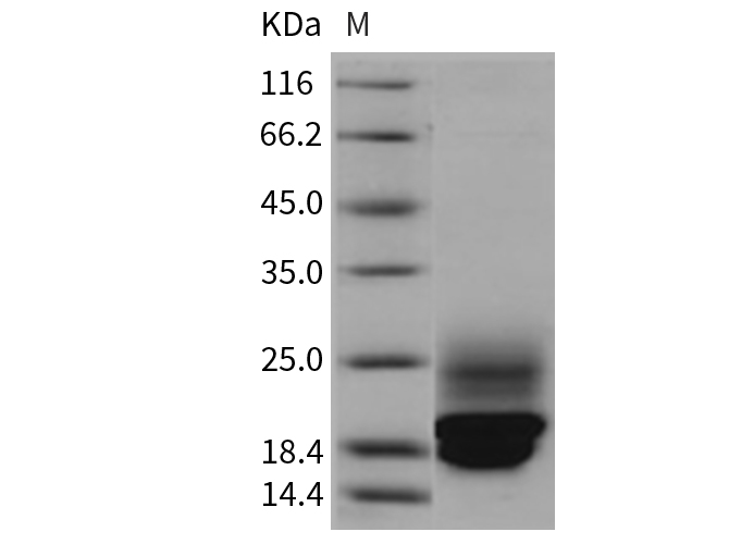 Валидация Elabscience PKSR030386(5723)