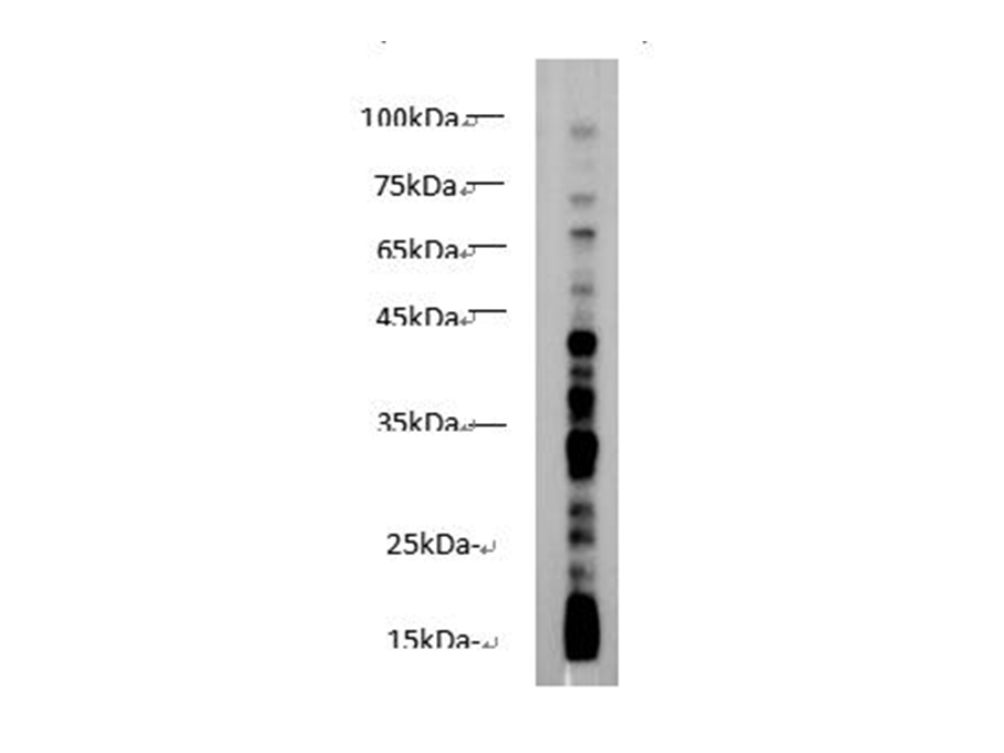 Валидация Elabscience E-AB-40547