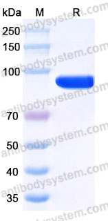 AWC02001, SDS-PAGE
