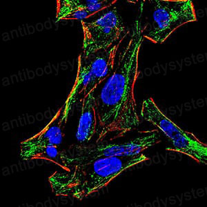 Валидация IF - AntibodySystem RHG14204