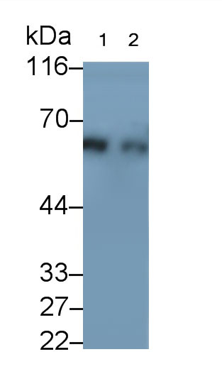 30847