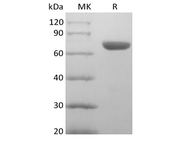 Валидация Elabscience PKSH033977(4207)