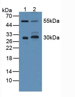 5406