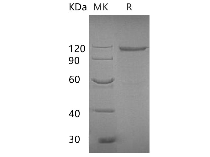 Валидация Elabscience PKSQ050060(5429)