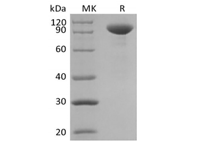 Валидация Elabscience PKSH033874(4108)