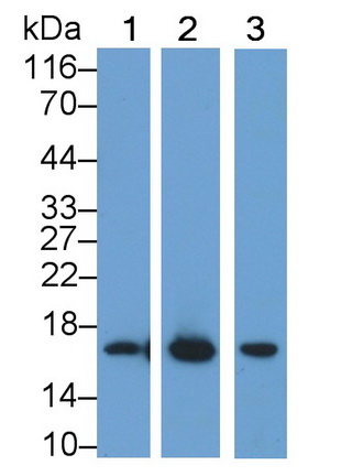 3607