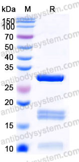EHD37701, SDS-PAGE