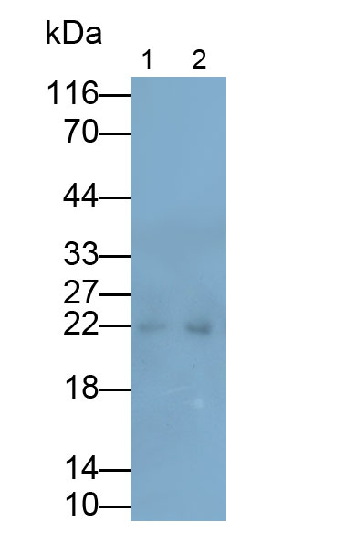 33275