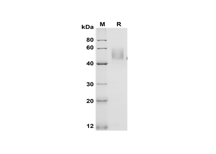 Валидация Elabscience PDMM100179(1139)