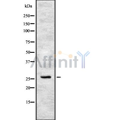 Валидация Affinity DF8913 - 21042