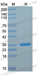 EHF66401, SDS-PAGE