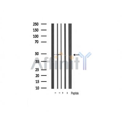 Валидация Affinity AF5016 - 2445