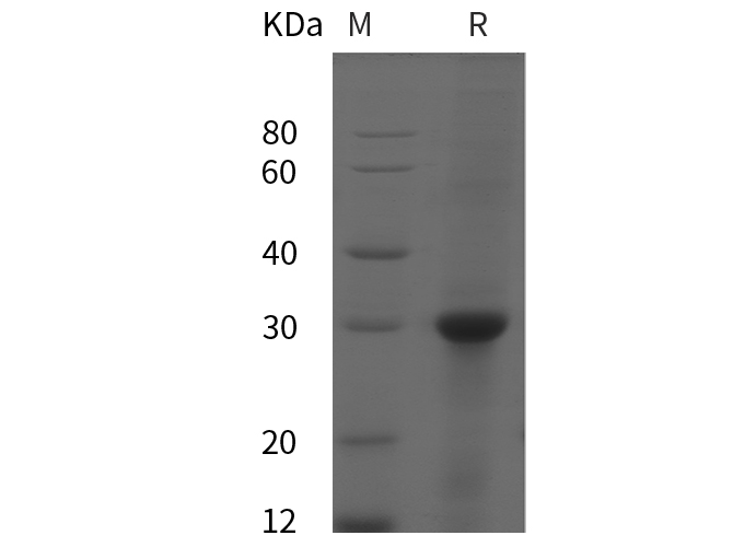 Валидация Elabscience PDEH100836(272)