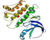 Bruton Tyrosine Kinase (Btk)