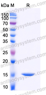 EHD77901, SDS-PAGE