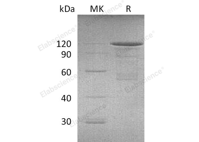 Валидация Elabscience PKSM040969(4907)