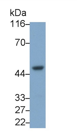 53334