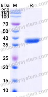 AHG17602, SDS-PAGE
