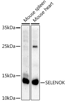 Валидация Elabscience E-AB-92295