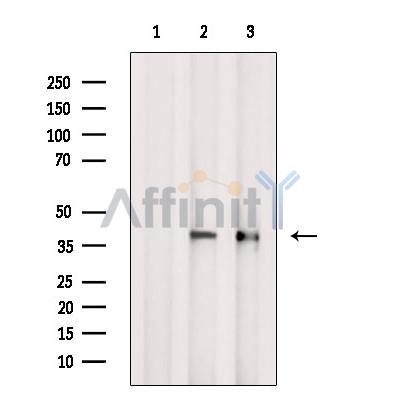 Валидация Affinity DF6991 - 18628