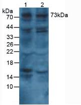 1367