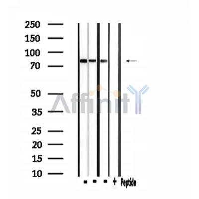 Валидация Affinity DF3931 - 15121