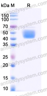 AHD72503, SDS-PAGE