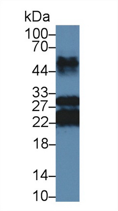 48259