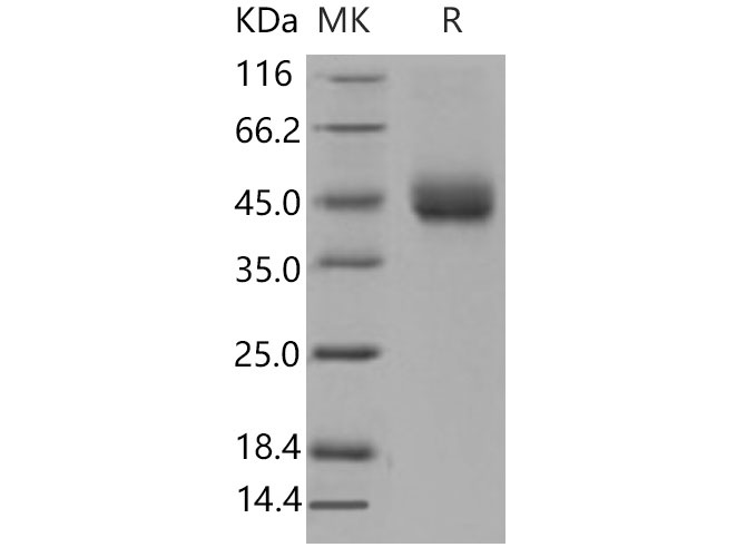 Валидация Elabscience PKSM040845(4804)