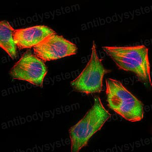 Валидация IF - AntibodySystem RHC27102