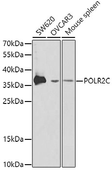 Валидация Elabscience E-AB-60444