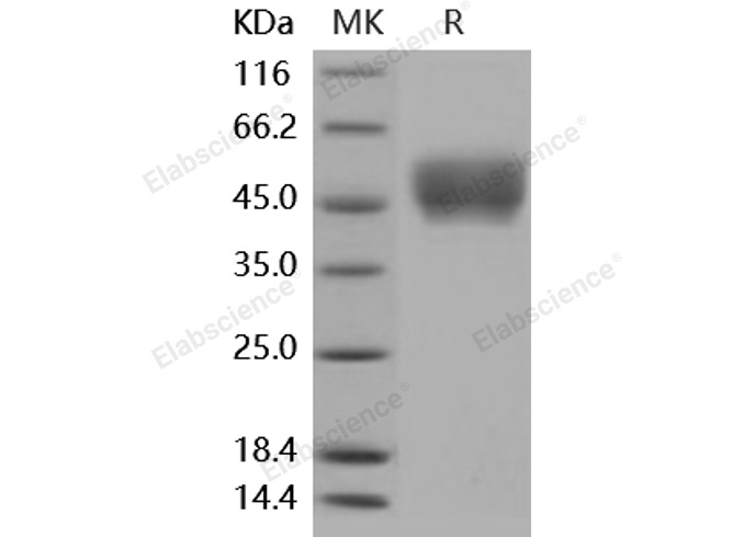 Валидация Elabscience PKSM040932(4874)