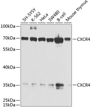 Валидация Elabscience E-AB-62271
