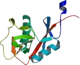 C-Type Lectin Domain Family 4, Member M (CLEC4M)