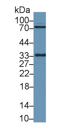 17688