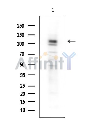 Валидация Affinity DF15472 - 11838