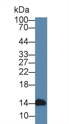 8538