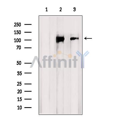 Валидация Affinity DF3974 - 15196